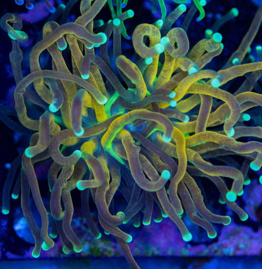 Branching Tiger (Tiger 2.0) torch