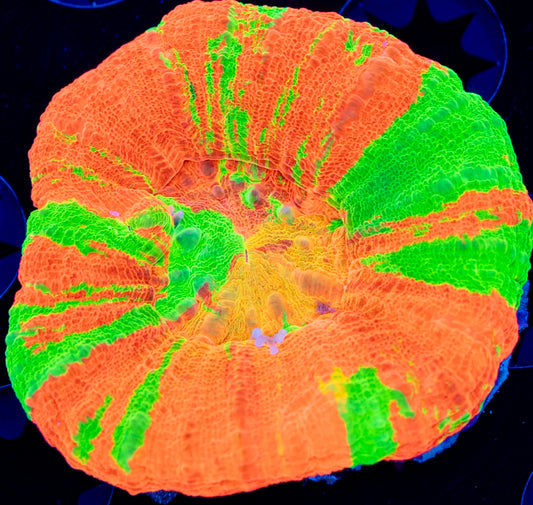 Ultra unique Scoly (yellow center)