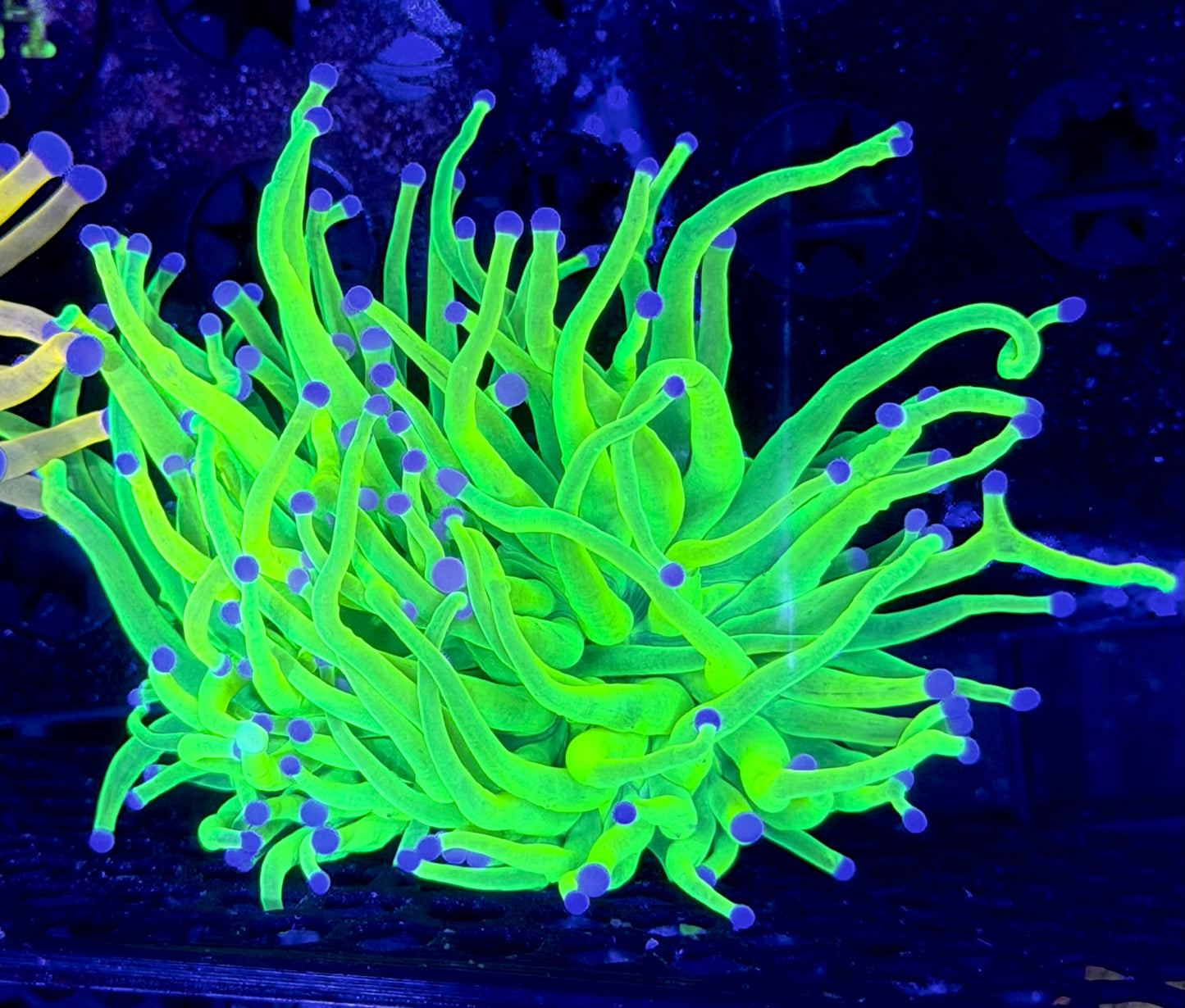 OG blue tips Holy Grail Torch S16-WYSIWYG