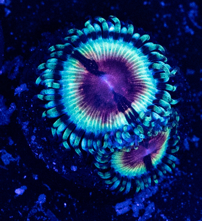 JF Bloodshot Zoa ( 2 polyps)