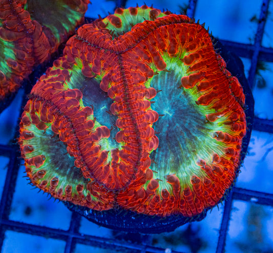 Rainbow Blasto colony