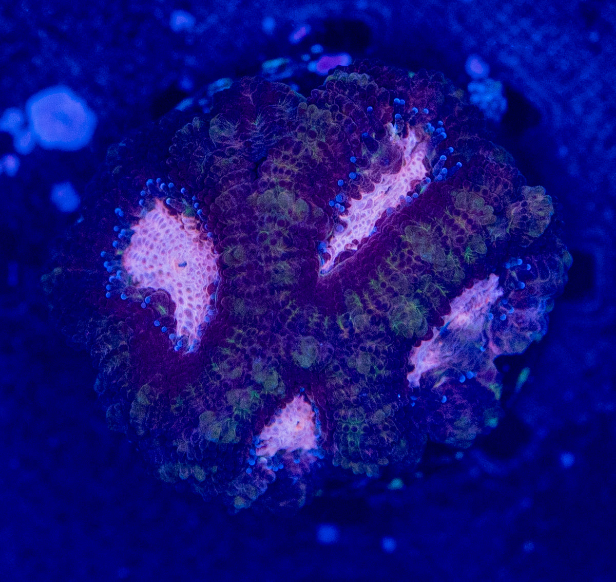 MICROMUSSA WYSIWYG-D38