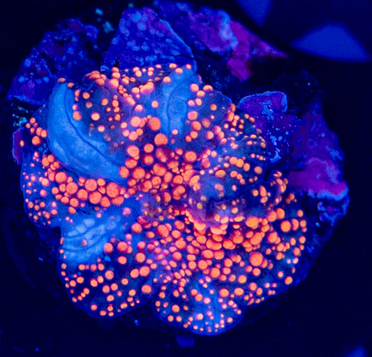 OG interstellar mushroom WYSIWYG-P06