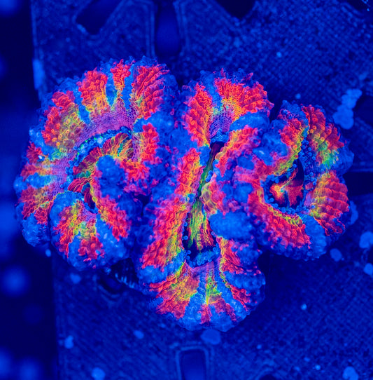 Rainbow Acan WYSIWYG-C40