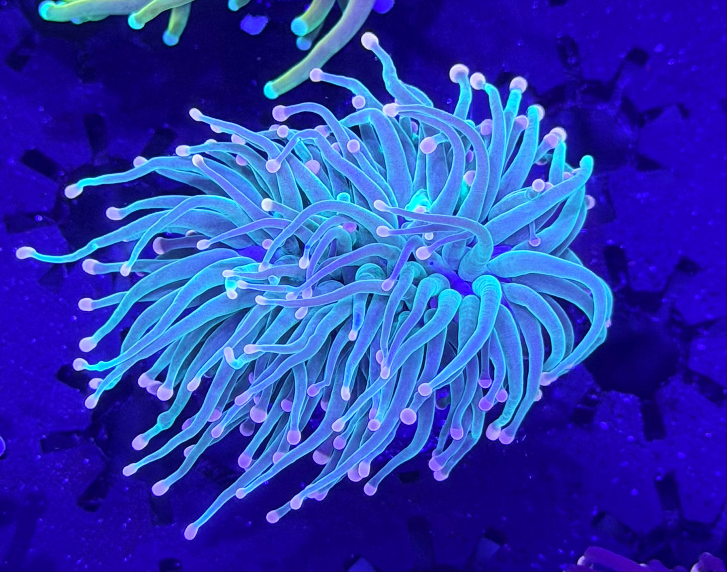 Pink tips torch C41-WYSIWYG
