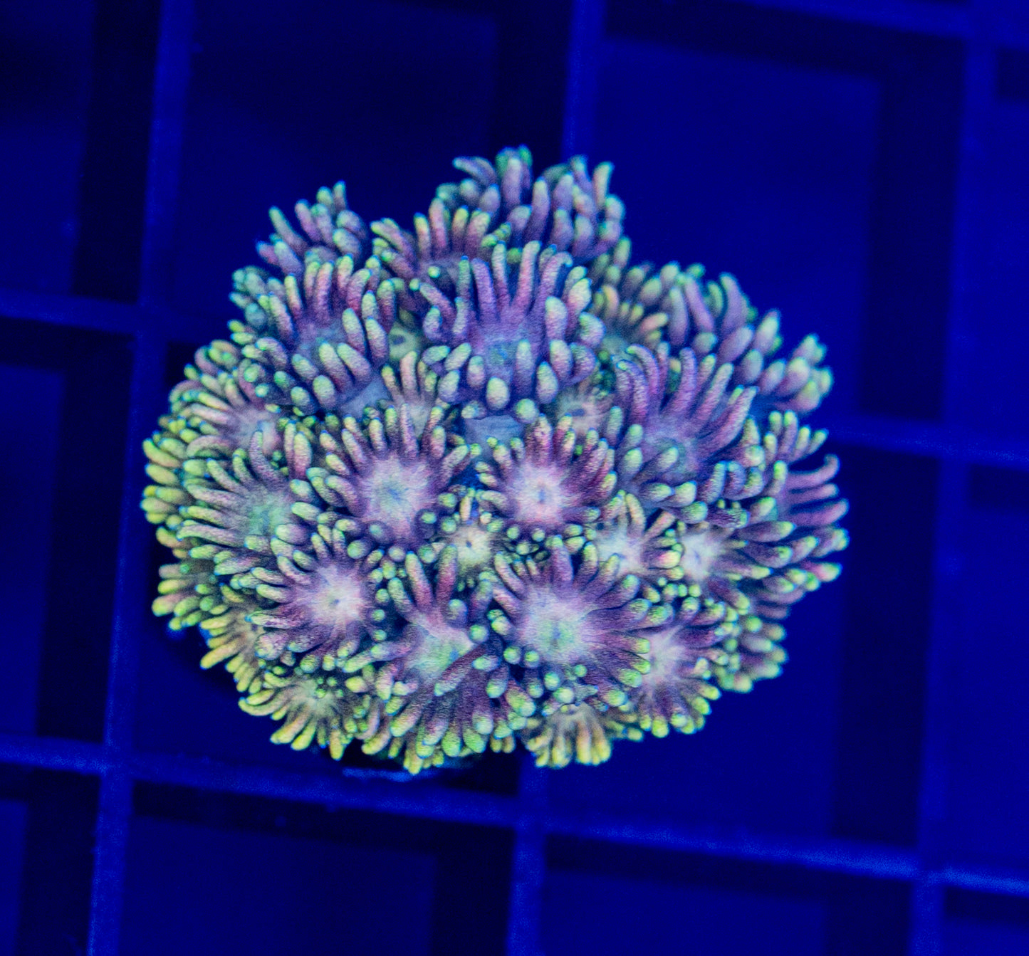 Rainbow Goni - WYSIWYG