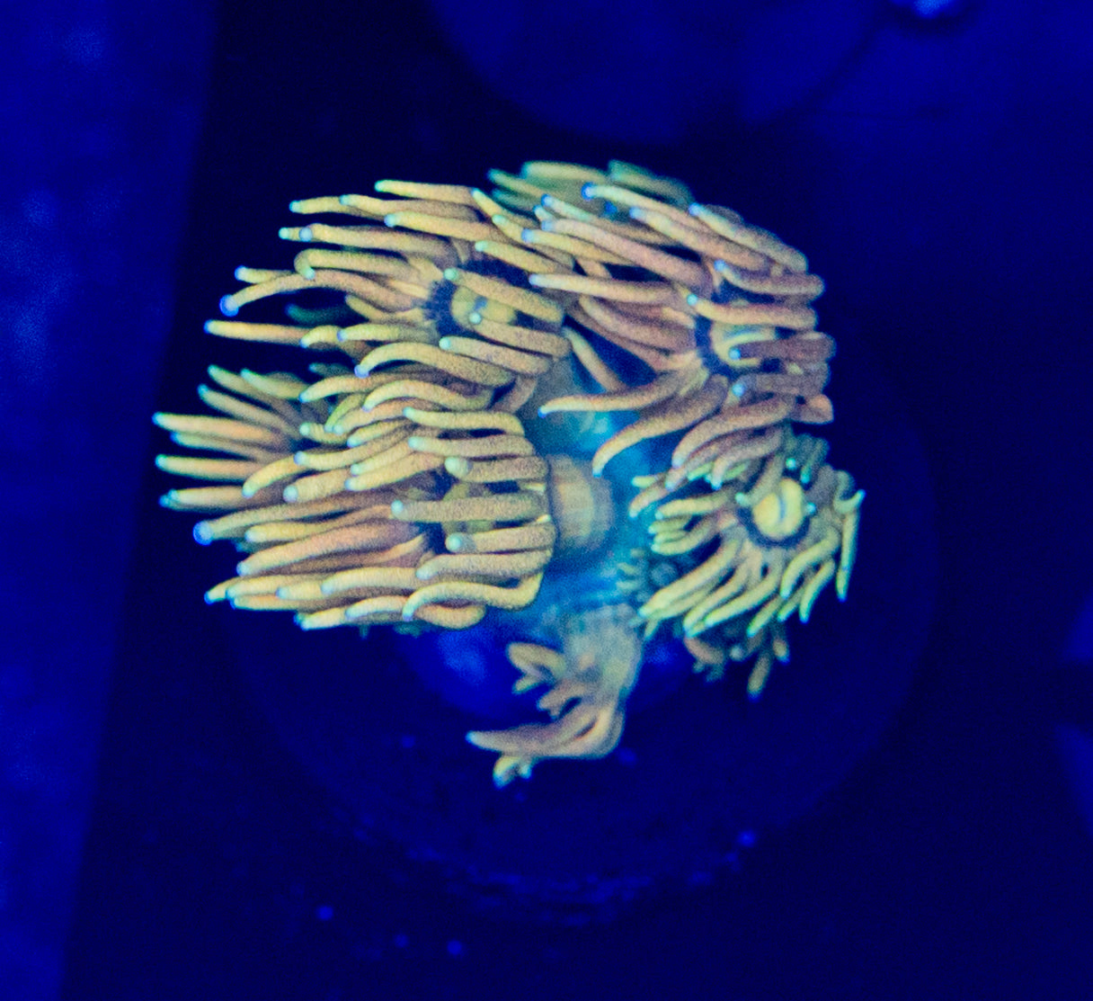 Holy Grail Goni WYSIWYG-W28