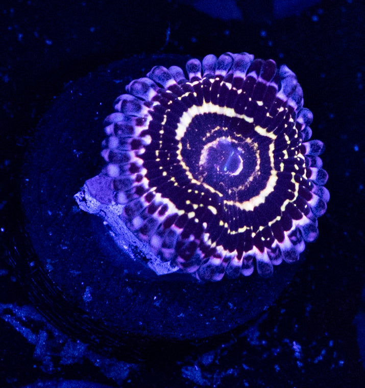 Stratosphere zoa