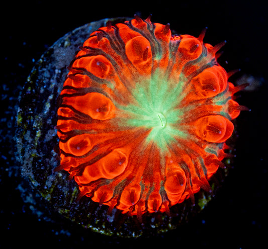 Fire Red Blasto WYSIWYG