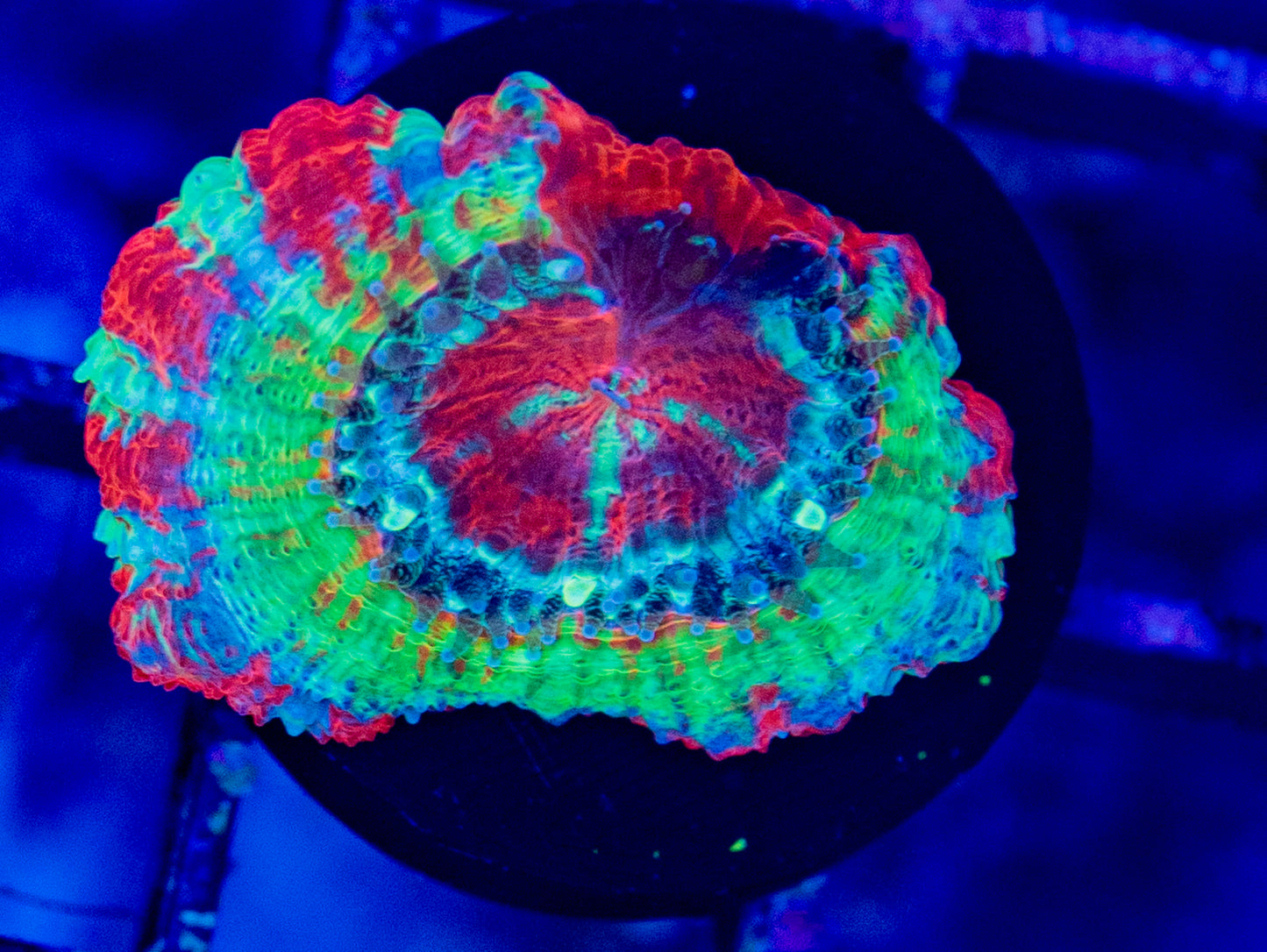 RAS Katana Master Acan -wysiwyg