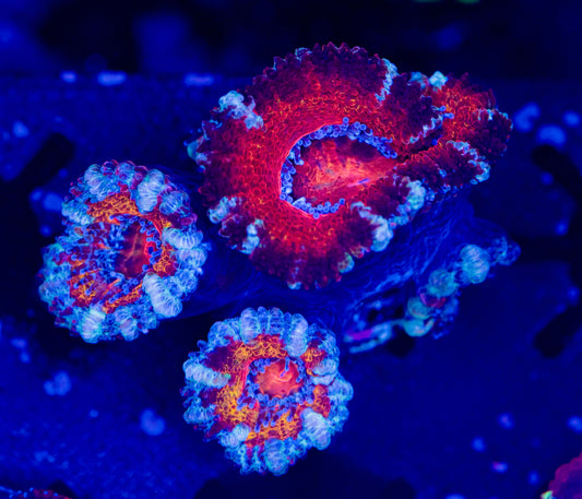 Rainbow Acan WYSIWYG-K09