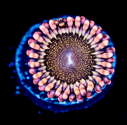 RAS Bougie Zoa