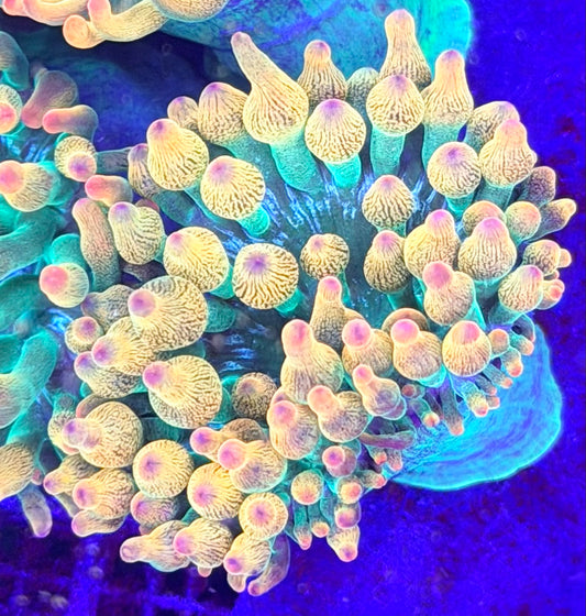 Rainbow bubble tips anemone