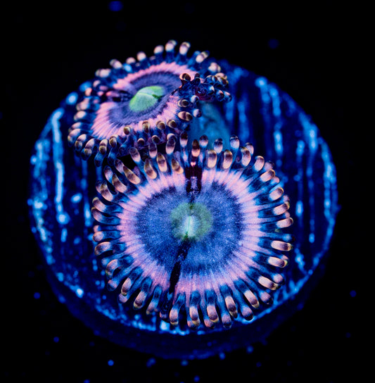 RAS Captain Marvel Zoa