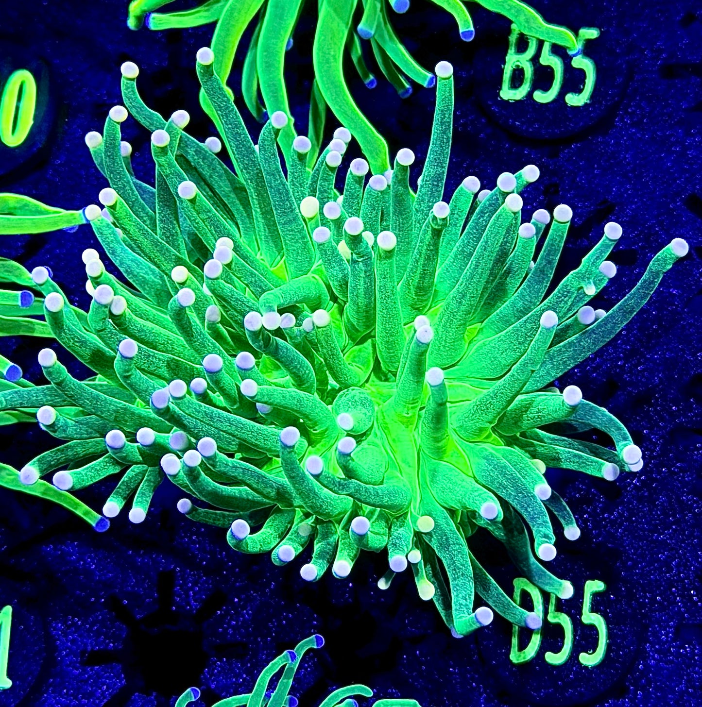 Pink Tips Glitter Torch D55
