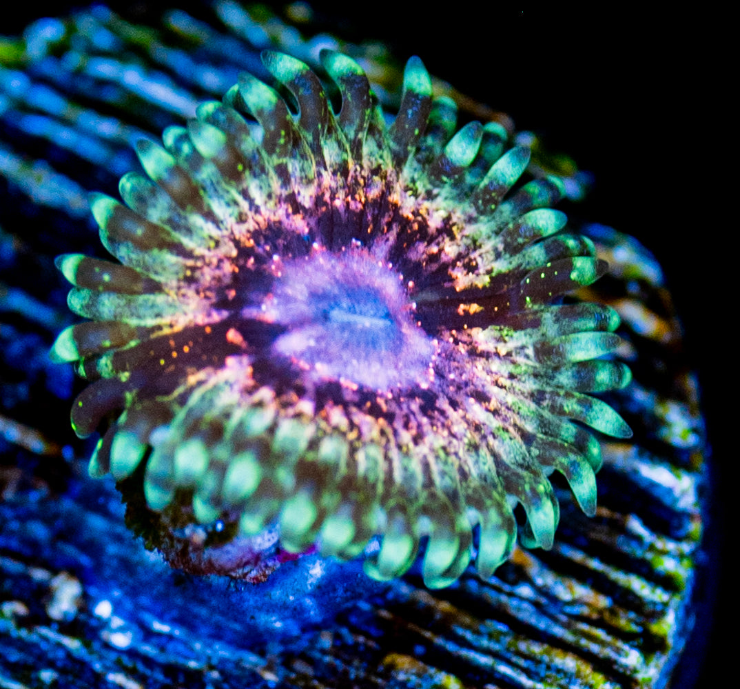 RAS Purple Reign Zoa