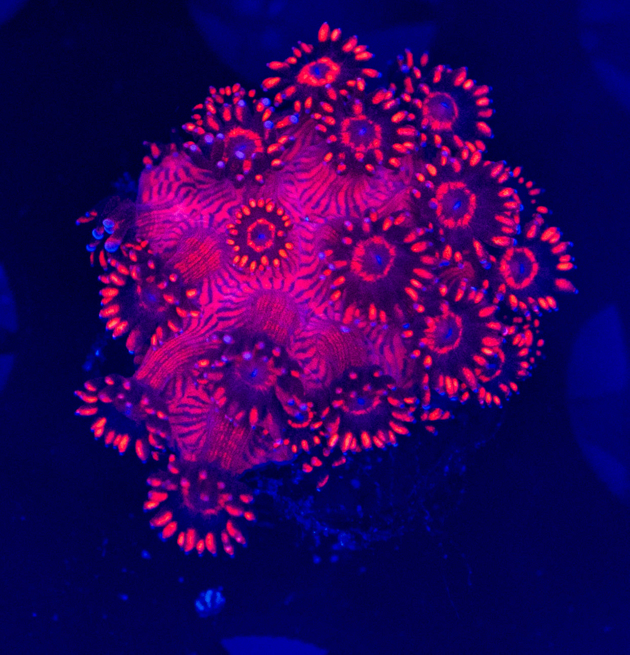 Red Goni WYSIWYG-F33