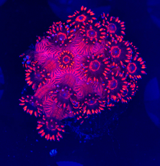 Red Goni WYSIWYG-F33
