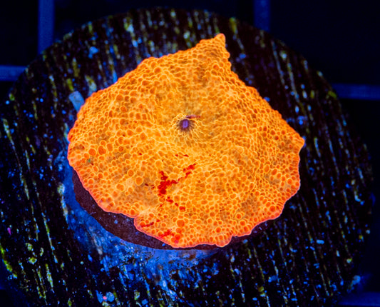 Jawbreaker Mushroom - WYSIWYG