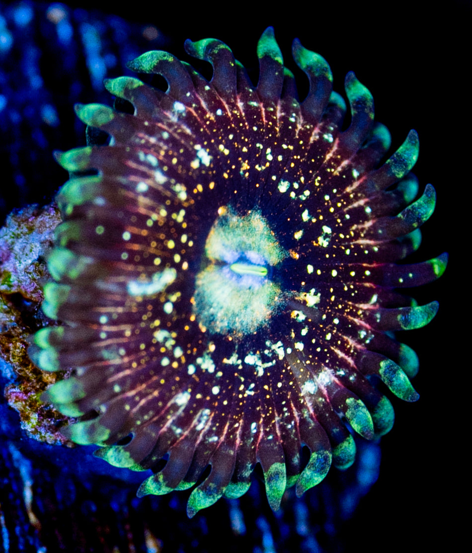 RAS Mox Opal Master Zoa New Release