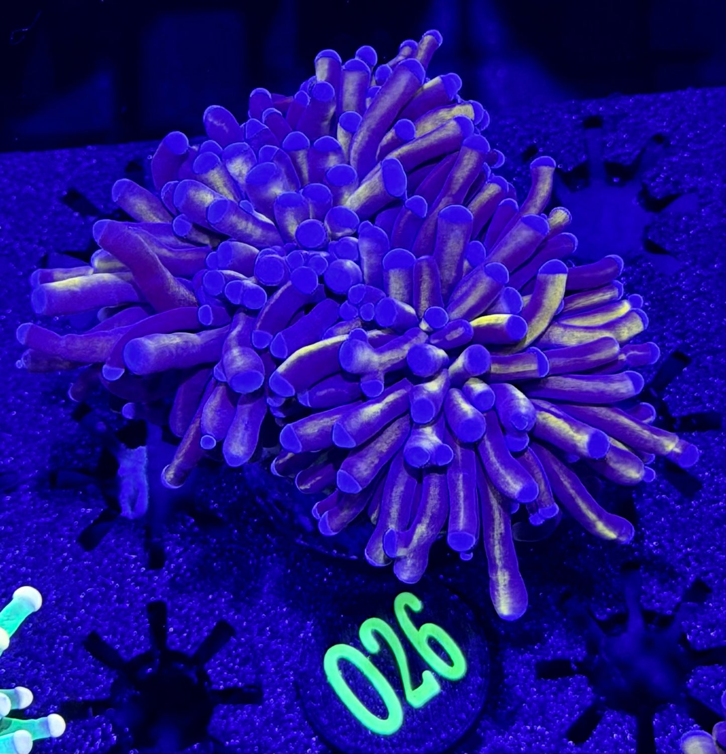 O26 Malaysian Blue tips Torch
