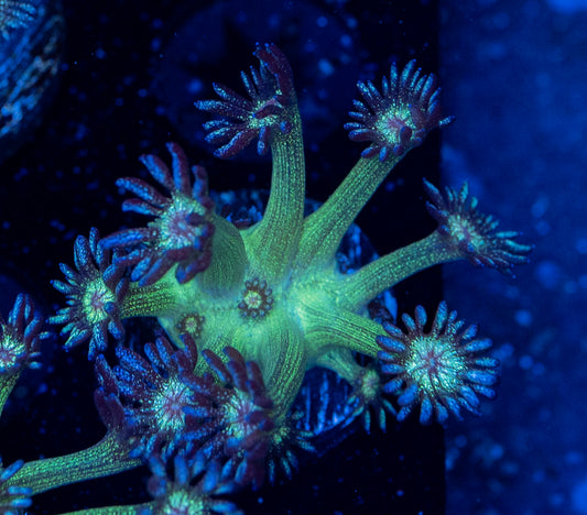 RAS Purple tips Glitter Goni