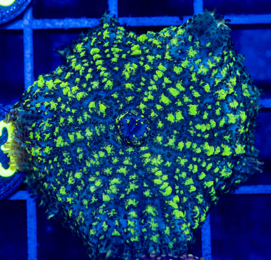 A14 B Uranium Bounce MUSHROOM