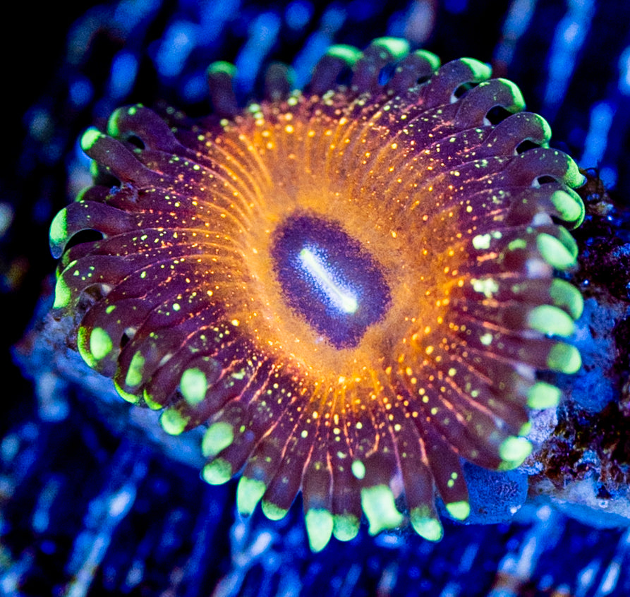 RAS Golden Glitz Zoa New Release