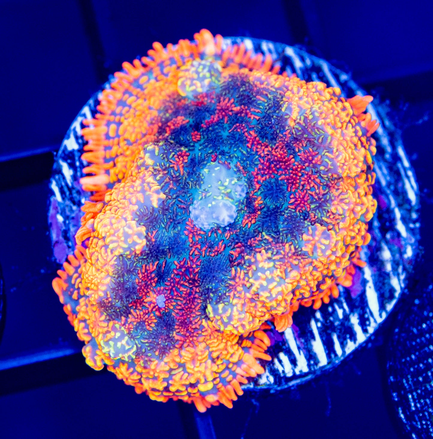 A34F Rainbow Rhodactis MUSHROOM