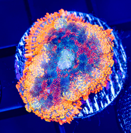 A34F Rainbow Rhodactis MUSHROOM