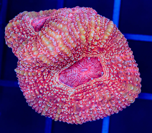 A38 Peach Passion BOWERBANKI
