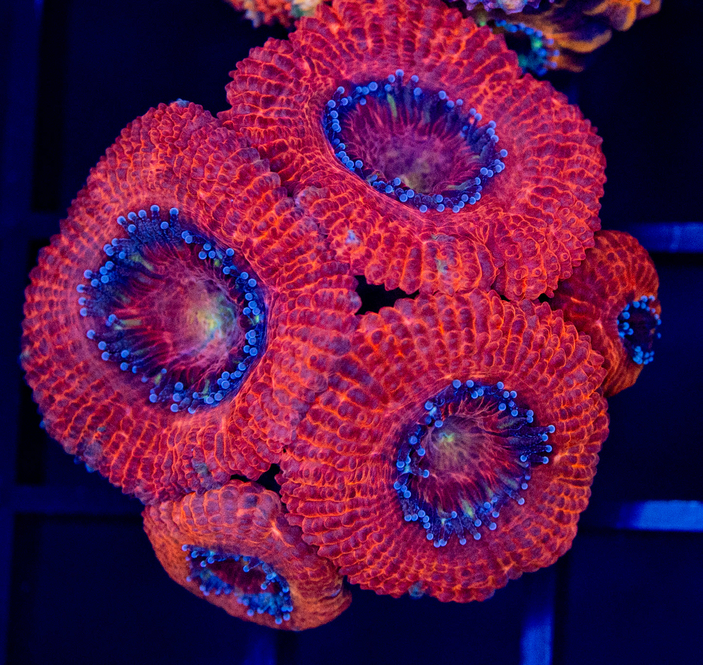 A39 ACAN