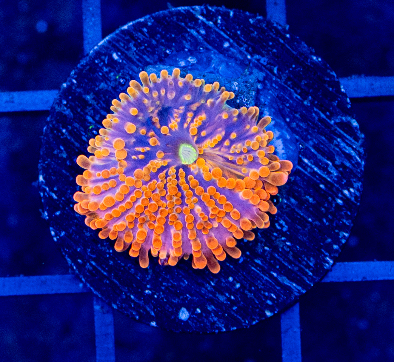 A3B Ultra Orange YUMA