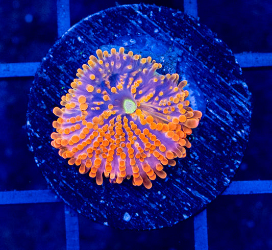 A3B Ultra Orange YUMA