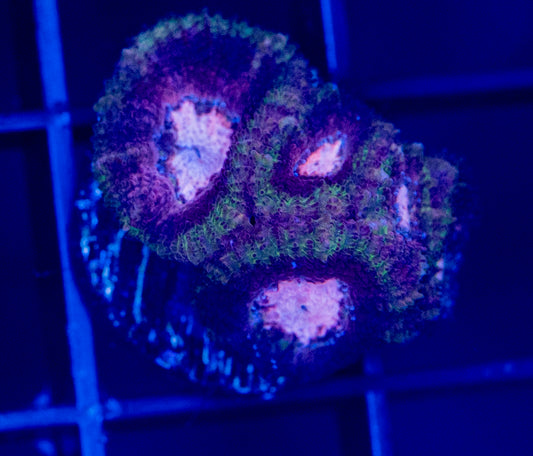A56F MICROMUSSA