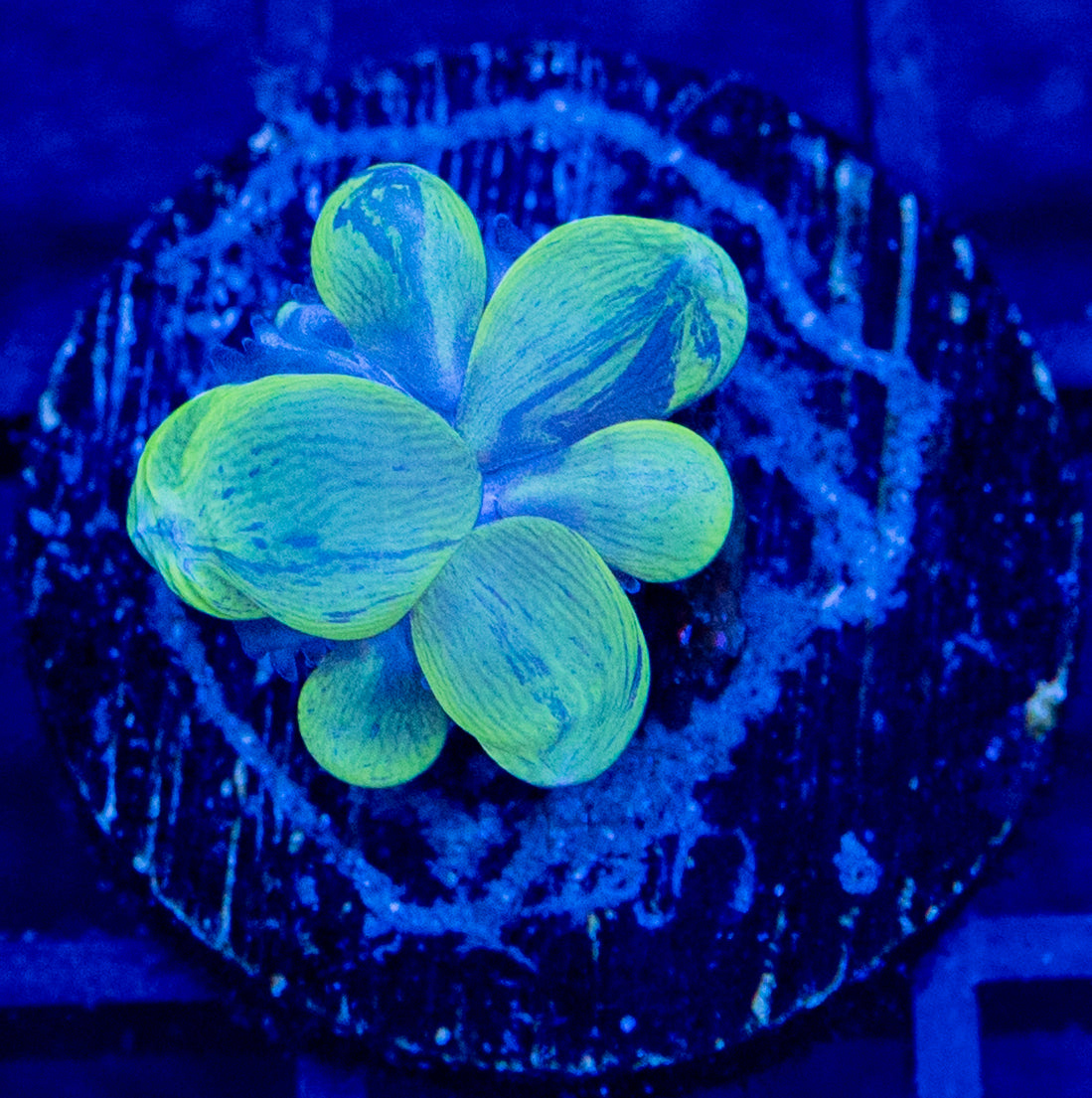 A5 B AQUACULTURED BABY BUBBLE CORAL