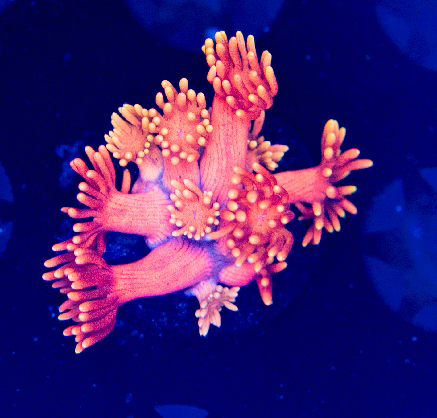 Flamingo Pink Goni WYSIWYG-C61