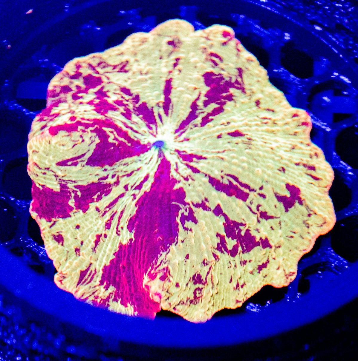 A61 JAWBREAKER