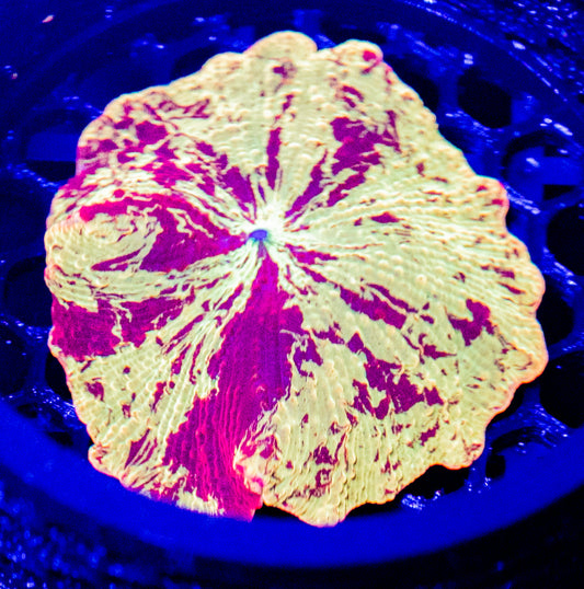 A61 JAWBREAKER
