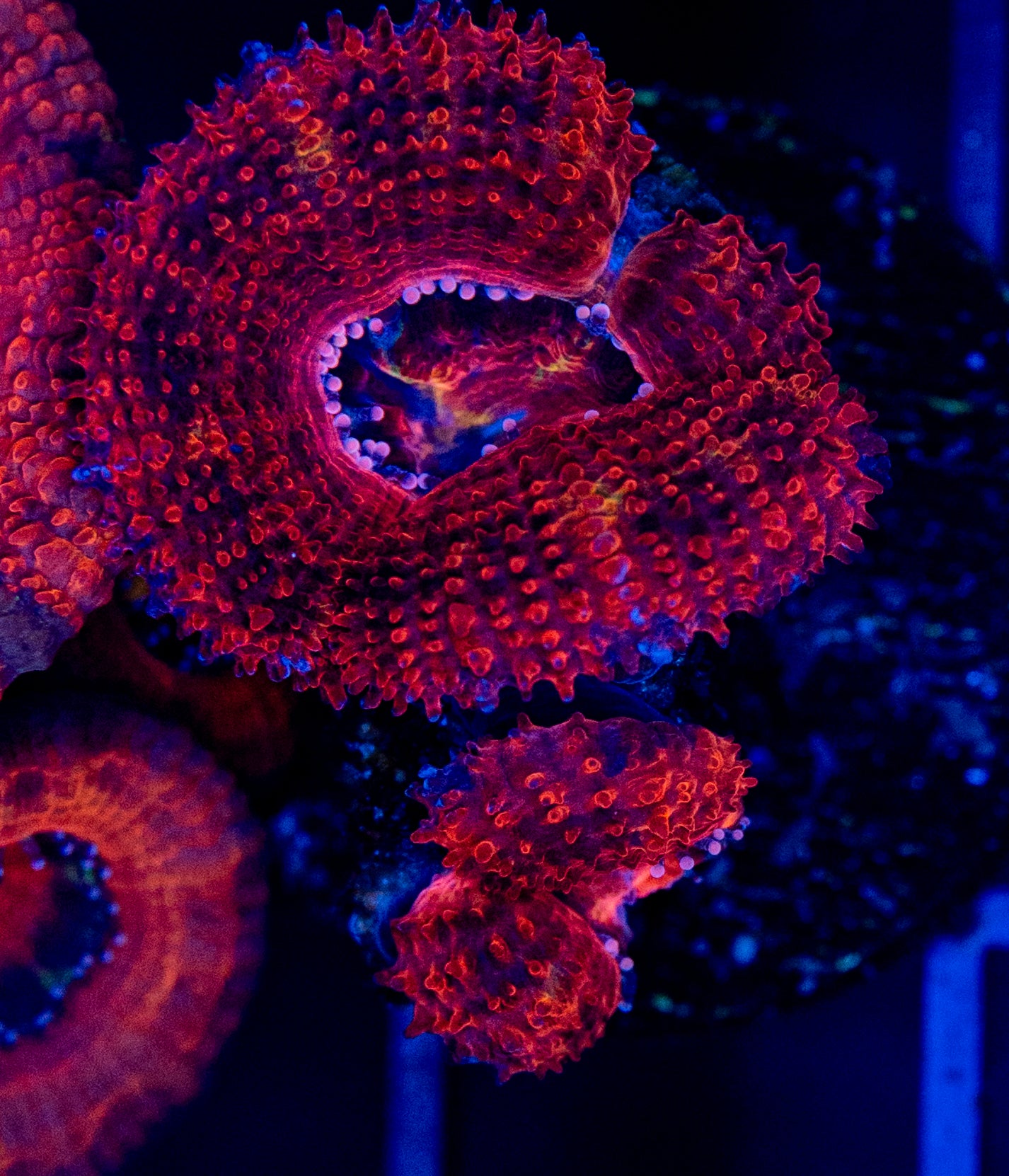 A63 ACAN/ SPECIAL