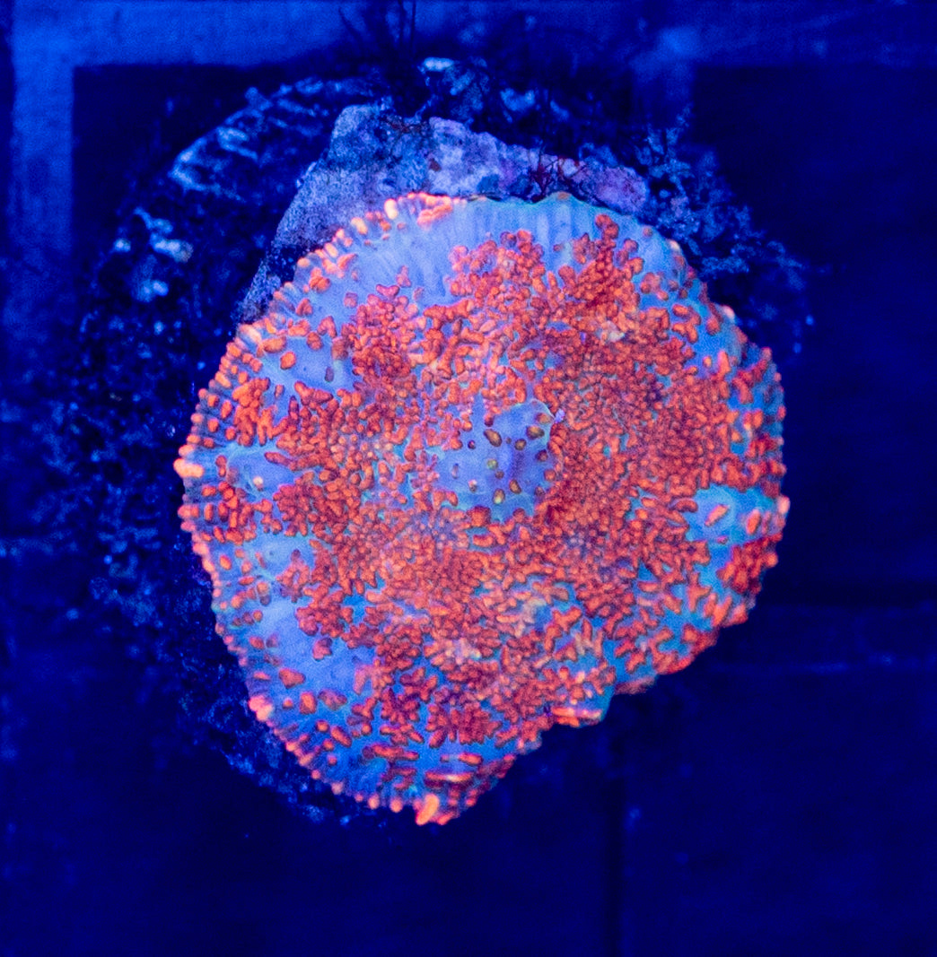 A9 B MUSHROOM