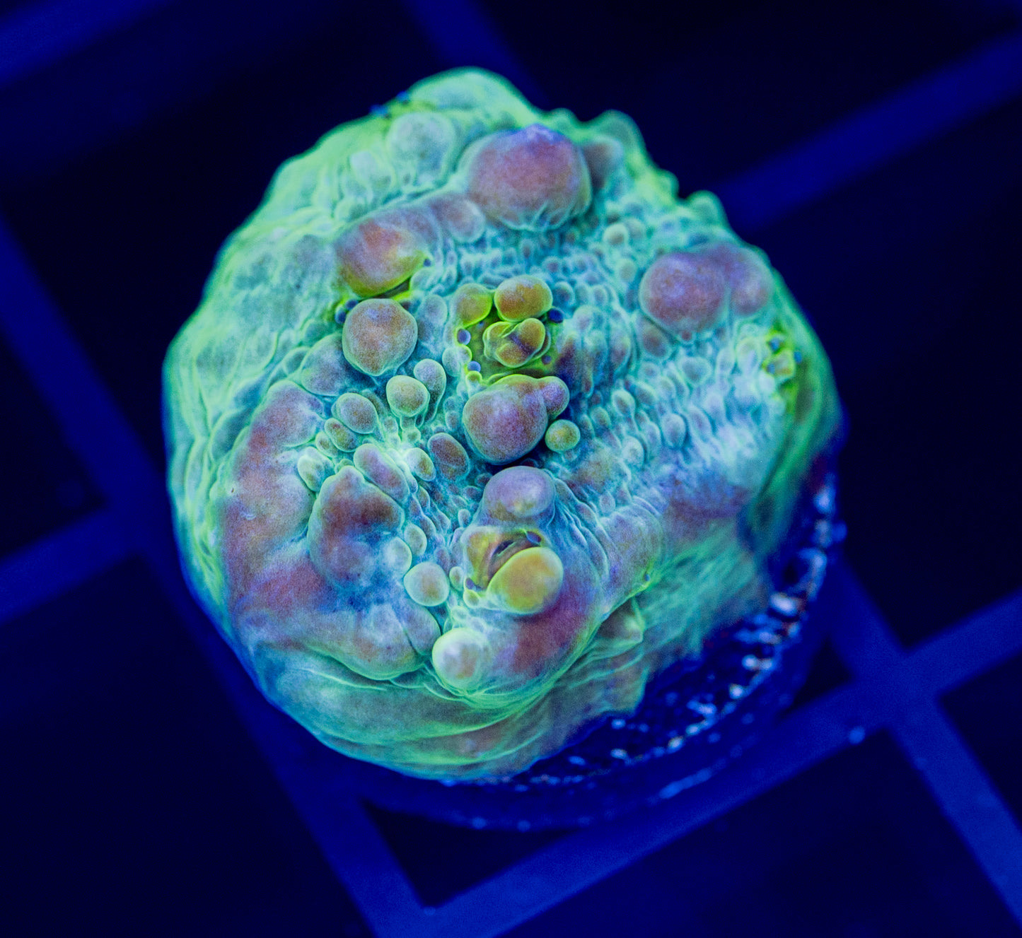 Cosmic Candy Bounce Chalice