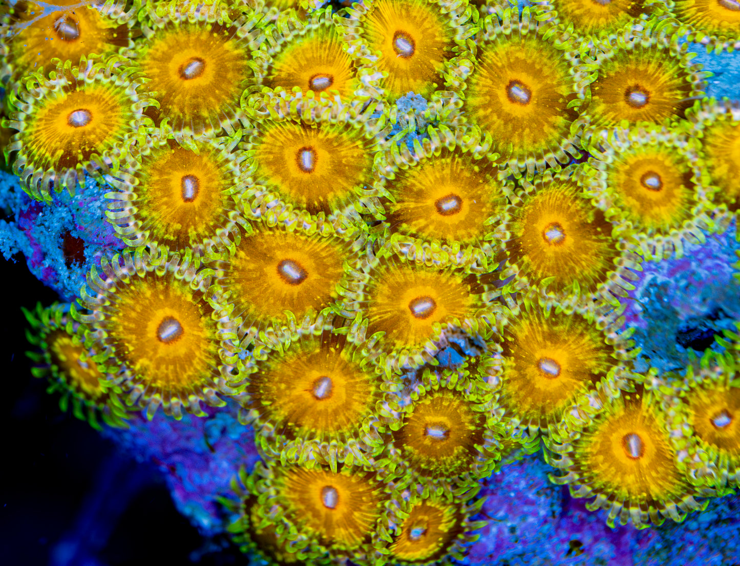 RAS Aphrodite Goddess Zoa - New Release