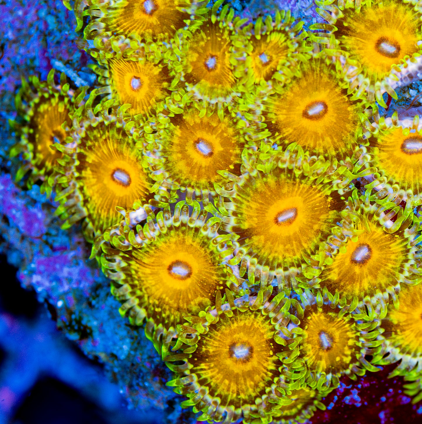 RAS Aphrodite Goddess Zoa - New Release