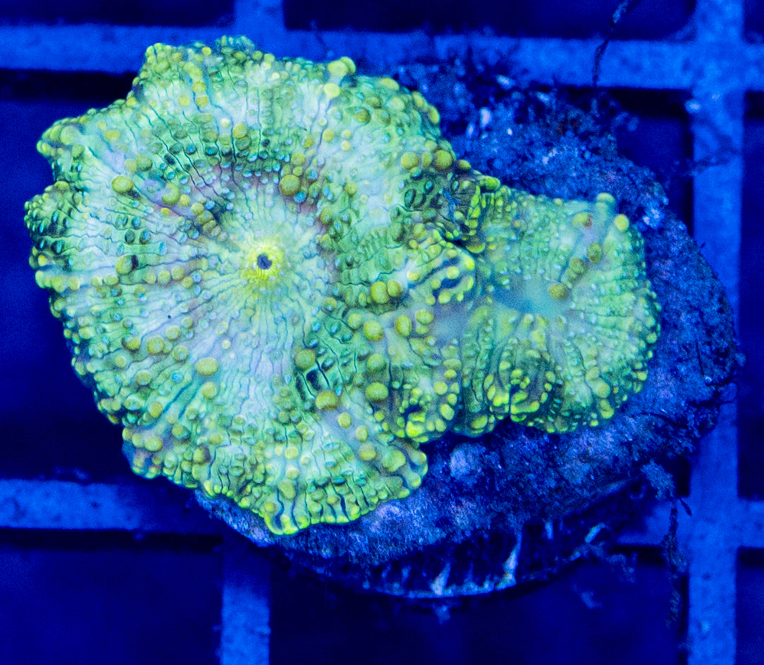 B03B MUSHROOM