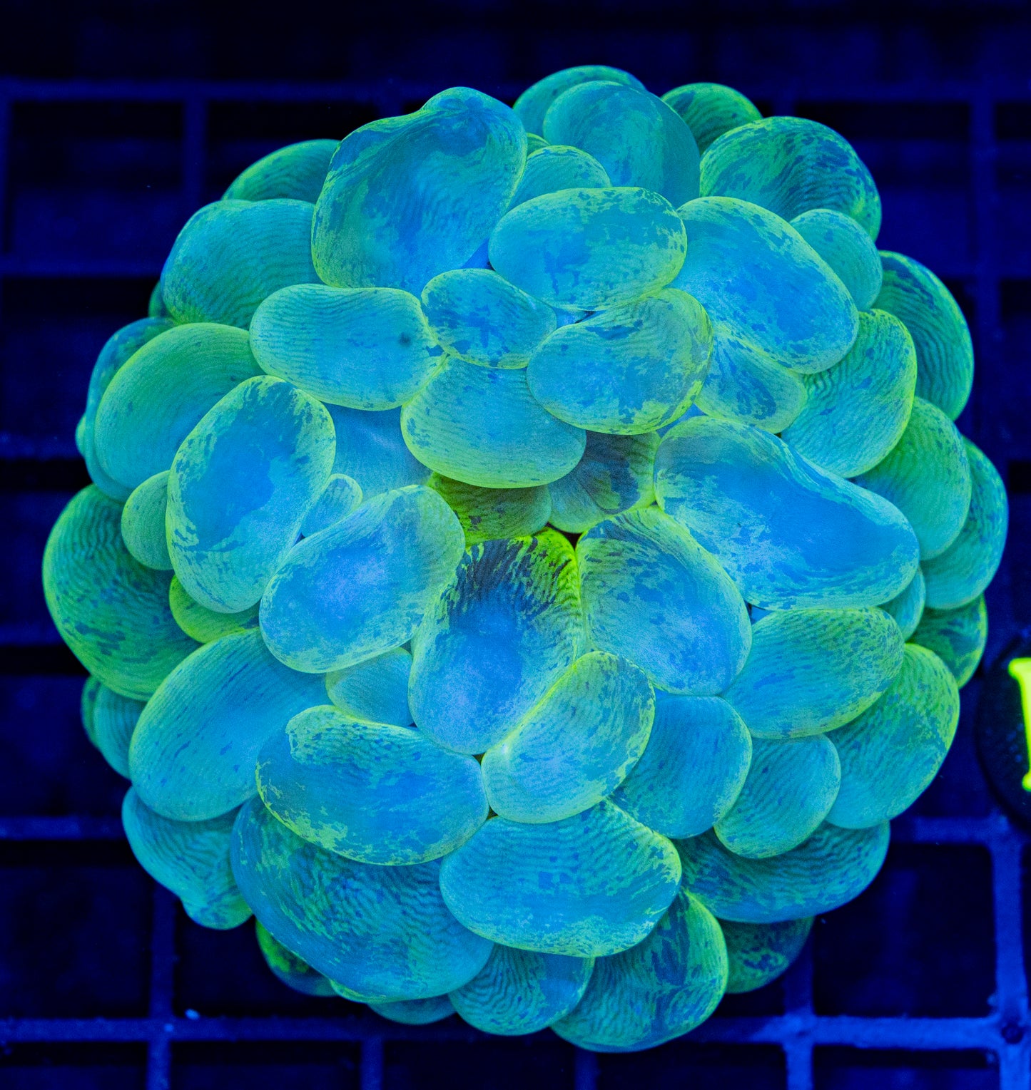 B08B BUBBLE CORAL