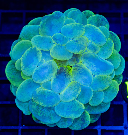 B08B BUBBLE CORAL