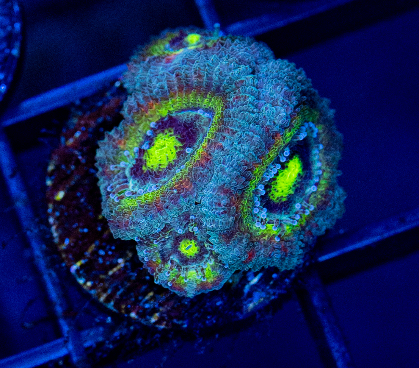 B31 F RAINBOW MICROMUSSA