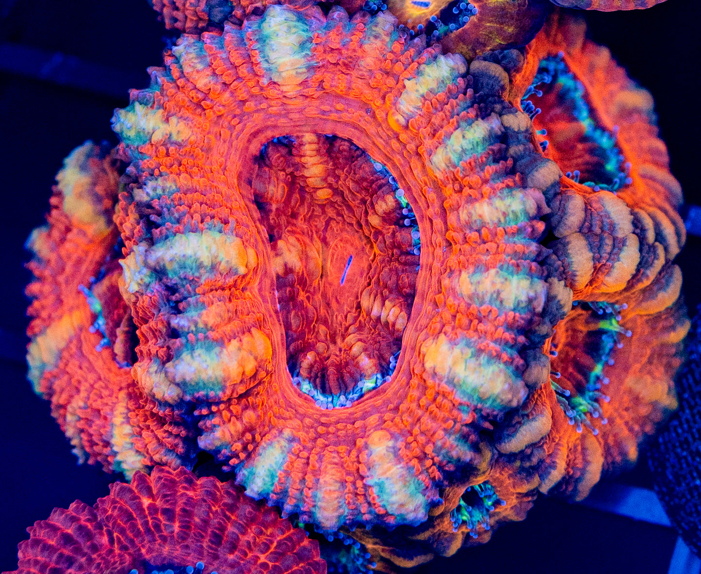 B32 ACAN - Special
