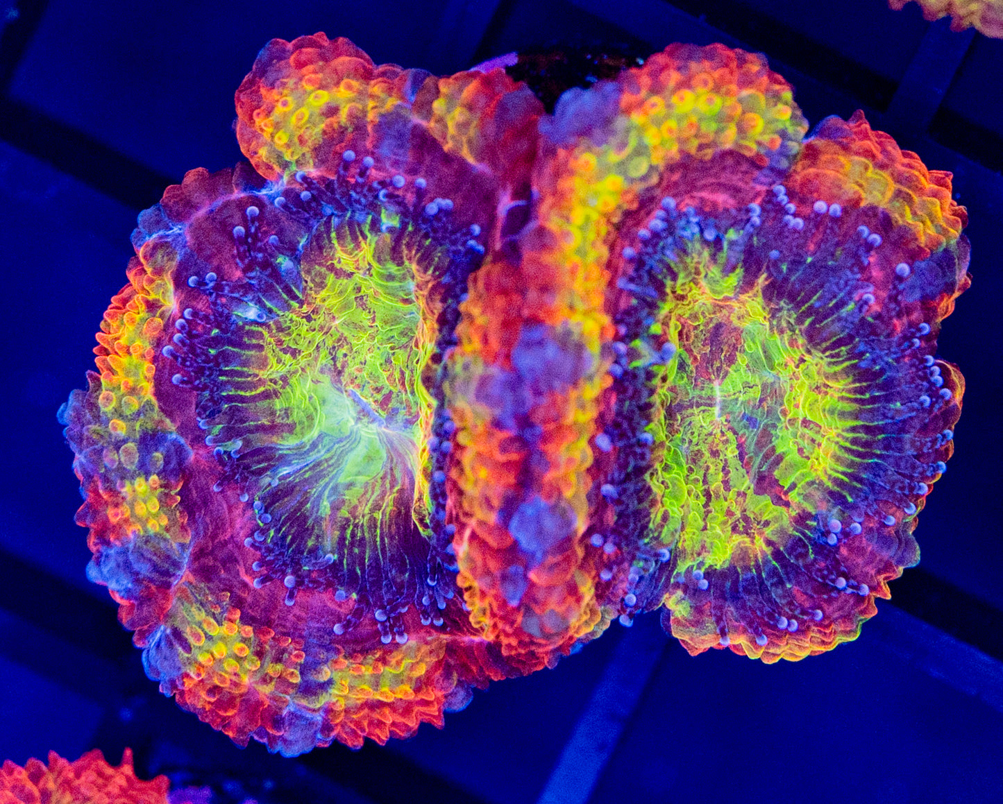 B34 CLOWN CAR ACAN WYSIWYG